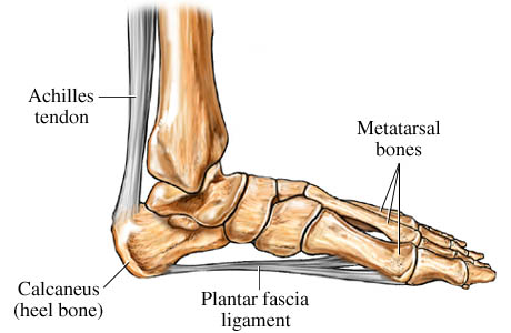 Medial Foot Diagram - Anatomy Diagram - Lisa Howell - The Ballet Blog