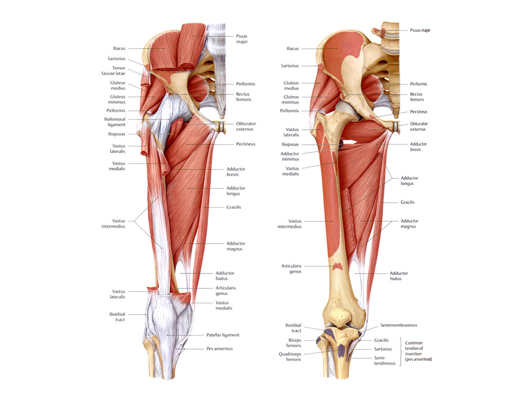 Anterior Hip Muscles - Clicking Hips Pain - Anatomy Diagram - Lisa Howell - The Ballet Blog