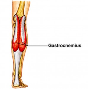 Gastrocnemius - Posterior Lower Leg Muscle - Anatomy Diagram - Lisa Howell - The Ballet Blog