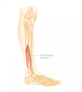 Peroneus Brevis - Lower Leg Anatomy Diagram - Lisa Howell - The Ballet Blog