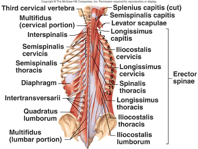 Hip & Back pain in hypermobile dancers - Anatomy Diagram - Lisa Howell - The Ballet Blog