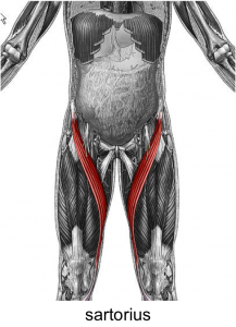Sartorius Muscle - Anatomy Diagram - Lisa Howell - The Ballet Blog