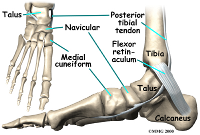 What is a Stress Fracture? – The Ballet Blog