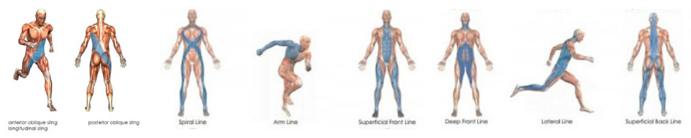 fascial lines and slings - Fascial Diagram - Lisa Howell - The Ballet Blog