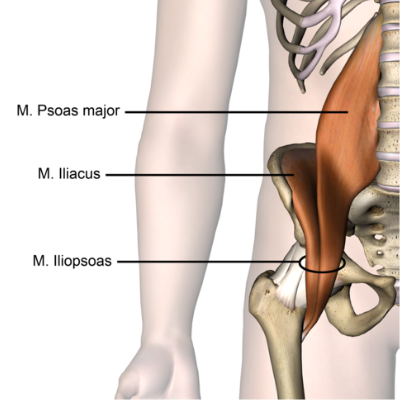 Psoas Major/Iliacus - Anatomy of the Hip - Anatomy Diagram - Lisa Howell - The Ballet Blog