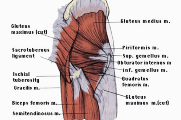 Deep external rotators - Anatomy Diagram - Lisa Howell - The Ballet Blog