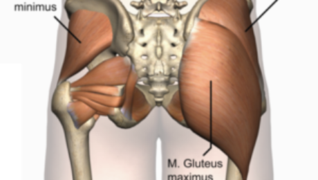 Gluteus Max/Min - Deep external rotators - Anatomy Diagram - Lisa Howell - The Ballet Blog