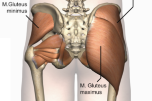 Deep external rotators 0.1 - (600 x 400) Gluteus Max/Min - Deep external rotators - Anatomy Diagram - Lisa Howell - The Ballet Blog