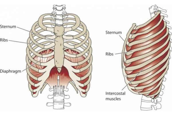 Anatomy Diagram - Lisa Howell - The Ballet Blog