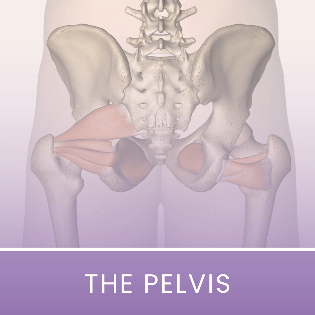 DES-L3-AST-01-Pelvis